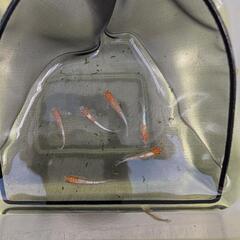  ビーンズ様血統F1　天照　紅白体外光　アマテラス　メダカ　若魚-成魚　1ペア　♂1♀1の画像