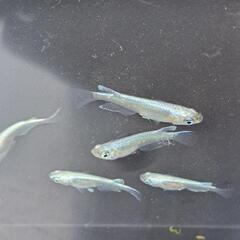 めだか／メダカ　幹之(みゆき)鉄火面(フルボディ)の画像