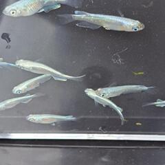 めだか／メダカ　幹之(みゆき)鉄火面(フルボディ)の画像