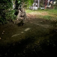 東雲第一公園に子猫がいます！