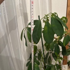 シェフレラ　鉢植え付きの画像