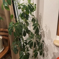 シェフレラ　鉢植え付きの画像