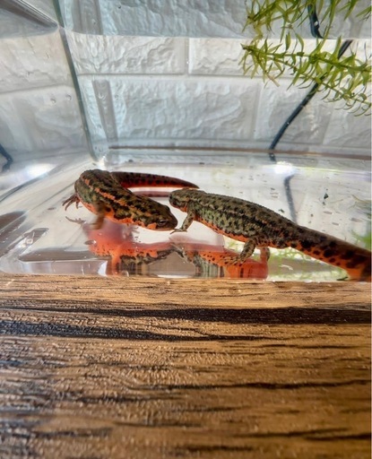 福江島アカハライモリ　幼体　3匹 + 補償1匹