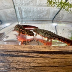 福江島アカハライモリ　幼体　3匹 + 補償1匹　