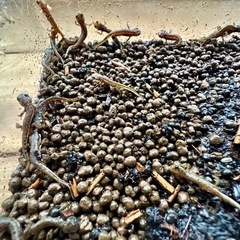 福江島アカハライモリ　幼体　3匹 + 補償1匹　の画像