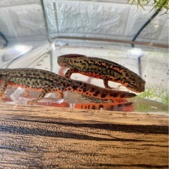 福江島アカハライモリ　幼体　3匹 + 補償1匹　の画像