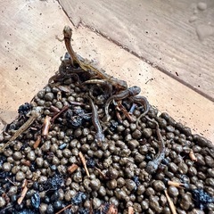 福江島アカハライモリ　幼体　3匹 + 補償1匹　の画像