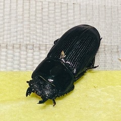 ④ムシモンオオクワガタ   新成虫ペアの販売の画像