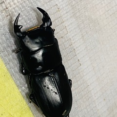 ④ムシモンオオクワガタ   新成虫ペアの販売の画像