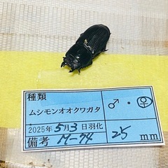 ④ムシモンオオクワガタ   新成虫ペアの販売の画像