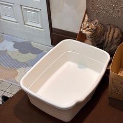 猫トイレ トレー 大きいサイズ　の画像