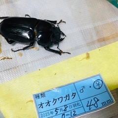 （お取引中）
④オオクワガタ   新成虫ペアの販売の画像