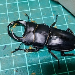 （お取引中）
④オオクワガタ   新成虫ペアの販売の画像