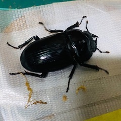 （お取引中）
④オオクワガタ   新成虫ペアの販売の画像