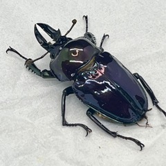 ニジイロクワガタ 紫紺ピカール系 Bオス単の画像