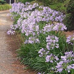 【宿根草】アガパンサス　の画像
