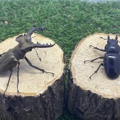ミヤマクワガタ