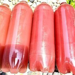 ヒメタニシ稚貝10匹 +PSB1.5L 1本 めだか育成用の画像
