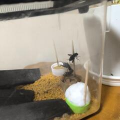 🦗エンマコオロギ飼育セット🦗の画像