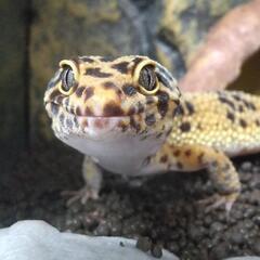 爬虫類飼ってる人