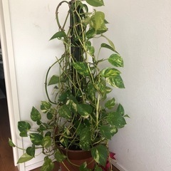 🌈観葉植物 🪴高さ90cm　の画像