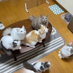 宇都宮の猫カフェ🐈