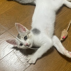 白ブチ♂3ヶ月