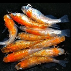 残り3セット　第二段　 蜜柑　みかん　ラメメダカ　稚魚　50匹　メダカの画像