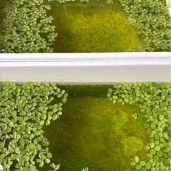 残り3セット　第二段　 蜜柑　みかん　ラメメダカ　稚魚　50匹　メダカの画像