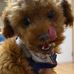 トイプードル　5才メス（交渉中） - 犬