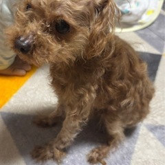 トイプードル　5才メス（交渉中） - 里親募集