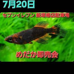 めだか即売会