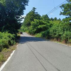 木の画像