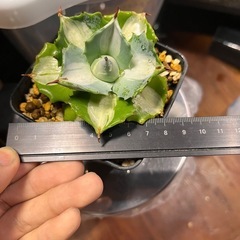 アガベ王妃雷神錦1株の画像