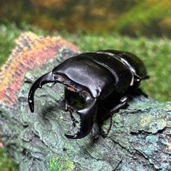 ダイオウヒラタ ♂2匹　75ミリ　74ミリ　コンビ　即ブリ可　a1a2の画像
