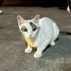 【地域猫】 白キジ 1歳 かわいい女の子 まどかちゃん