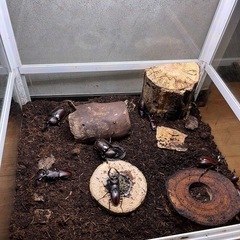 採れたてカブトムシ♂、♀ペア300円、ノコギリクワガ♂、♀ペア300円　カブトムシ、ノコギリペア&ペア計4匹500円！ の画像