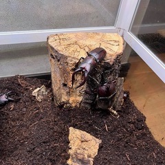 採れたてカブトムシ♂、♀ペア300円、ノコギリクワガ♂、♀ペア300円　カブトムシ、ノコギリペア&ペア計4匹500円！ の画像