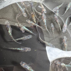 白斑サファイア　めだか　メダカの画像