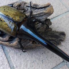 ヘラクレスオオカブトムシ♂単品の画像