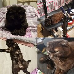思い出をLINEに残す──ペットの写真からオリジナルスタンプを制...