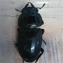 オオクワガタ　石川県小松市産　則ブリ　♂1♀2の画像