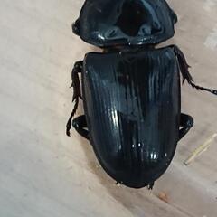 オオクワガタ　石川県小松市産　則ブリ　♂1♀2の画像