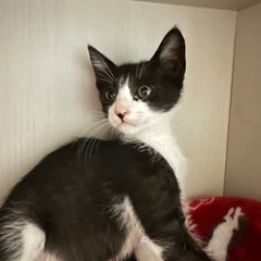 生後2か月　黒白ハチワレ柄の男の子