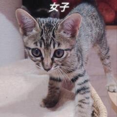 おてんば姫様です　ブラウンマッカレルタビー　メス　2ヶ月齢…