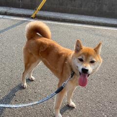 柴犬、メス、4才