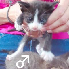 離乳しました！軟らかい離乳食中　体重500g前後です　タキシード　オス - 猫