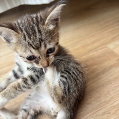 【里親募集】生後1ヶ月のかわいい子猫です🐾優しい家族を探しています！ 