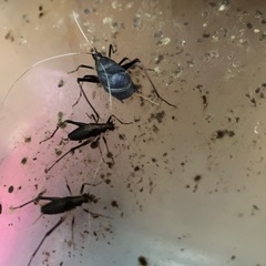 鈴虫すずむしスズムシ雌雄混在計10匹程度の画像