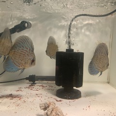 ディスカス　訳あり６匹セットの画像